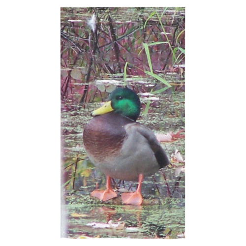 Mallard Drake Bath Towel 30"x56"