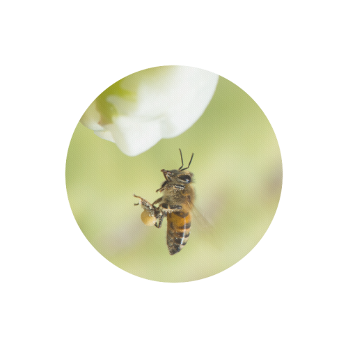 Macro of Bee in Flight Round Mousepad