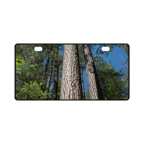 Tall Pine Trees Mt Lemmon Arizona License Plate