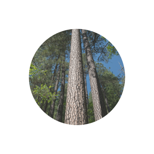 Tall Pine Trees Mt Lemmon Arizona Round Mousepad