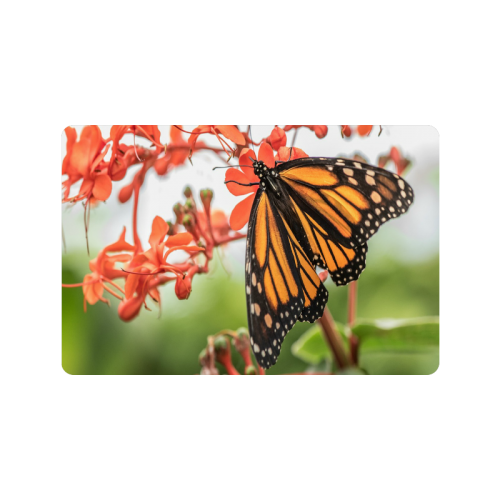 Monarch Butterfly Dreams