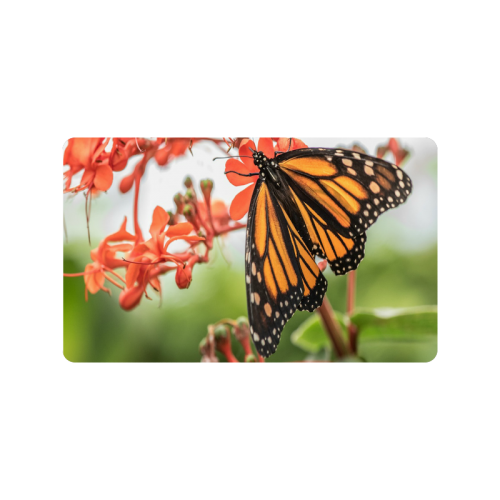 Monarch Butterfly Dreams