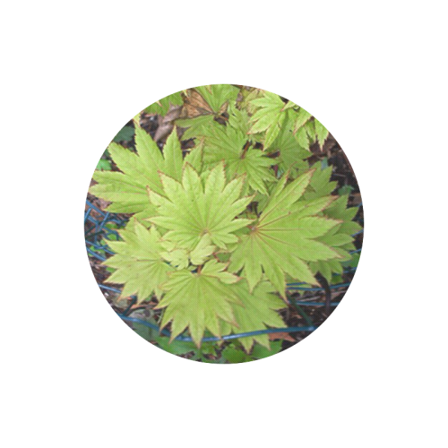 Full Moon Maple Round Mousepad