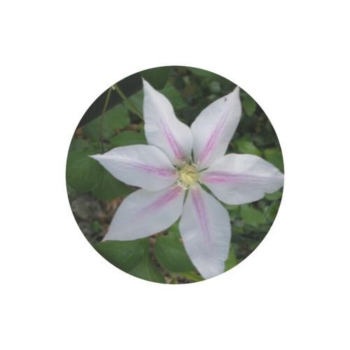 Nelly Moser Clematis Round Mousepad