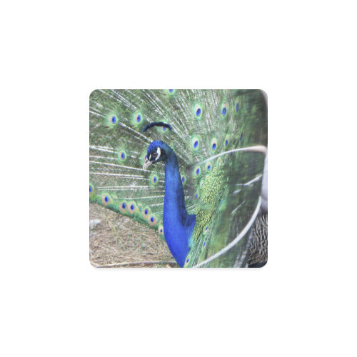 Male Peacock in courtship Square Coaster