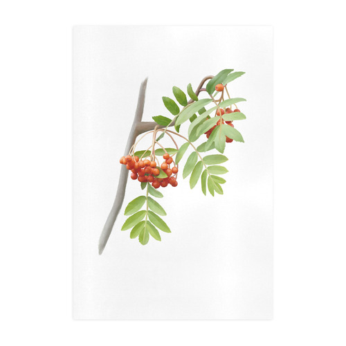 Rowan tree plant watercolor Art Print 19‘’x28‘’