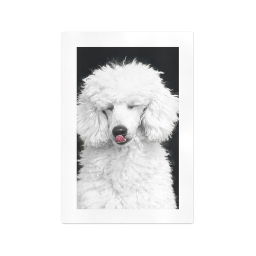 Silly White Poodle Art Print 13‘’x19‘’