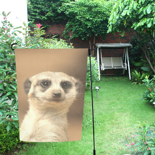 cute meerkat