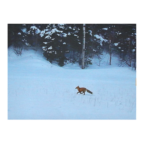 Fox on the Run Cotton Linen Tablecloth 52"x 70"