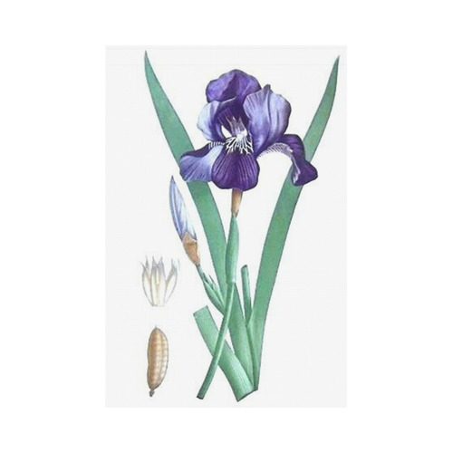 Botanical Iris Garden Flag 12‘’x18‘’（Without Flagpole）