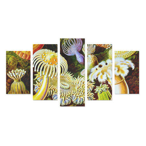 Sea Anemones Ernst Haeckel Sea Animals Canvas Print Sets A (No Frame)