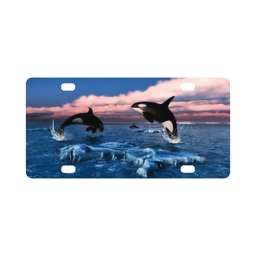 Killer Whales In The Arctic Ocean Classic License Plate
