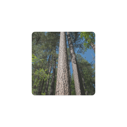 Tall Pine Trees Mt Lemmon Arizona Square Coaster