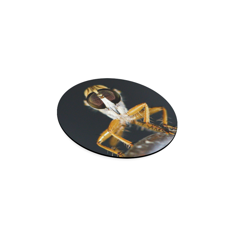 Close up macro of a Robber Fly - Efferia albibarbist Round Coaster