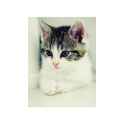 cat picture pet photography animals Poster 18"x24"