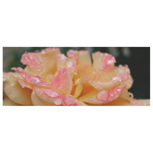 Raindrops on roses by Martina Webster White Mug(11OZ)