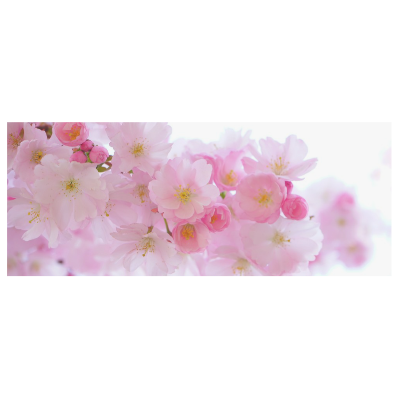 Beautiful Pink Japanese Cherry Tree Blossoms White Mug(11OZ)