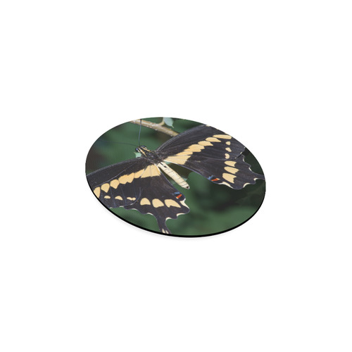 Giant Swallowtail Butterfly Round Coaster