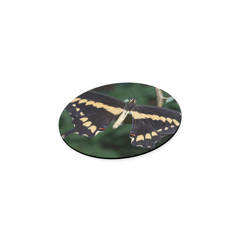 Giant Swallowtail Butterfly Round Coaster