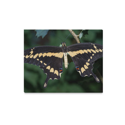 Giant Swallowtail Butterfly Canvas Print 20"x16"