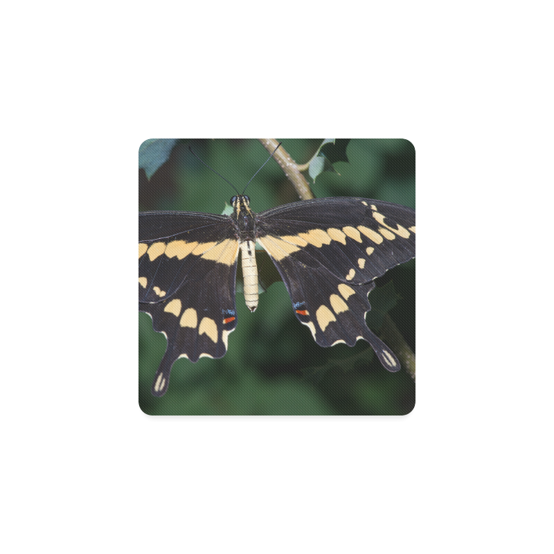 Giant Swallowtail Butterfly Square Coaster
