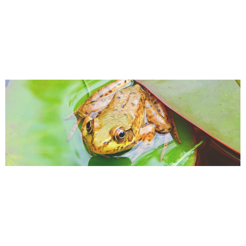 Frog on a Lily-pad Travel Mug (Silver) (14 Oz)