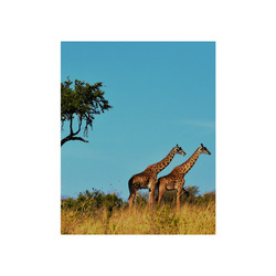 Africa_20160901 Poster 16"x20"