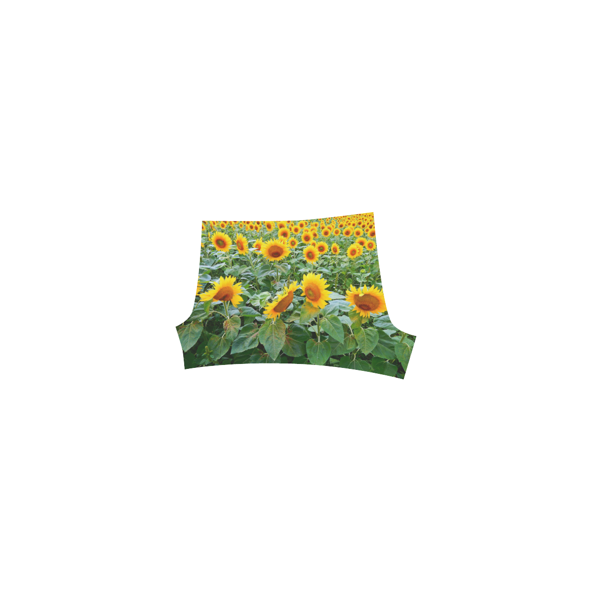 Sunflower Field Briseis Skinny Shorts (Model L04)