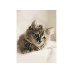 Lovely Sweet Little Cat Kitten Kitty Pet Poster 18"x24"