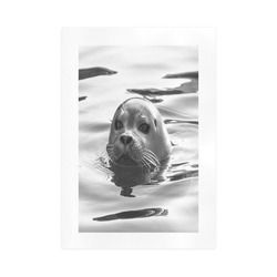 Floating Seal Art Print 16‘’x23‘’