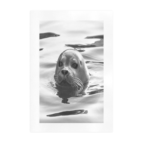 Floating Seal Art Print 19‘’x28‘’