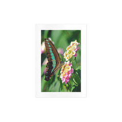 Swallowtail Butterfly Art Print 7‘’x10‘’