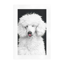 Silly White Poodle Art Print 19‘’x28‘’
