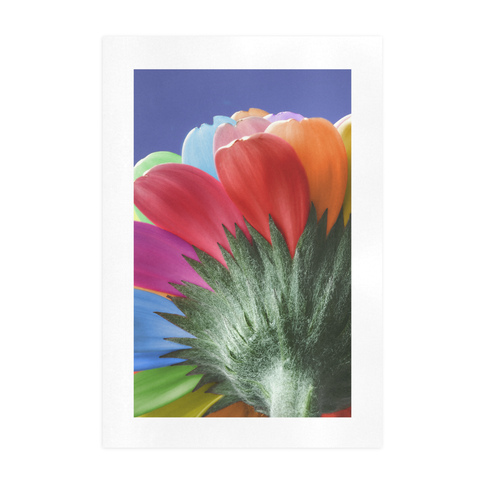 Rainbow Petals Gerbera Flower Art Print 19‘’x28‘’