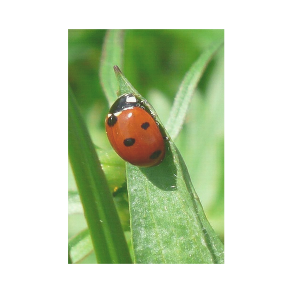 lady bug by JamColors Garden Flag 12‘’x18‘’（Without Flagpole）