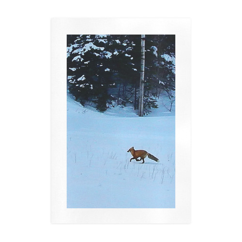 Fox on the Run Art Print 19‘’x28‘’