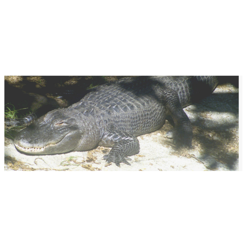 Alligator Sunbathing White Mug(11OZ)