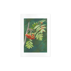 Plant Watercolor Rowan tree - Sorbus aucuparia Art Print 7‘’x10‘’