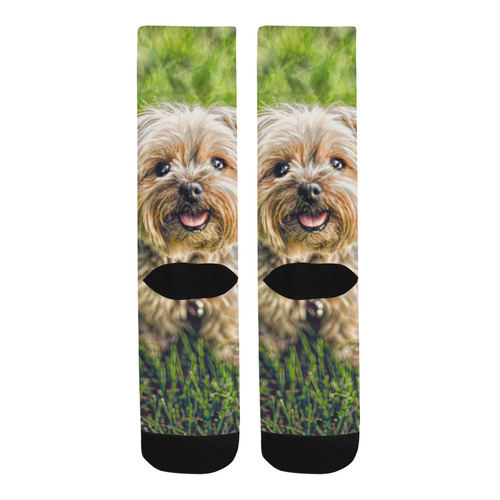 Photography - PRETTY LITTLE DOG Trouser Socks