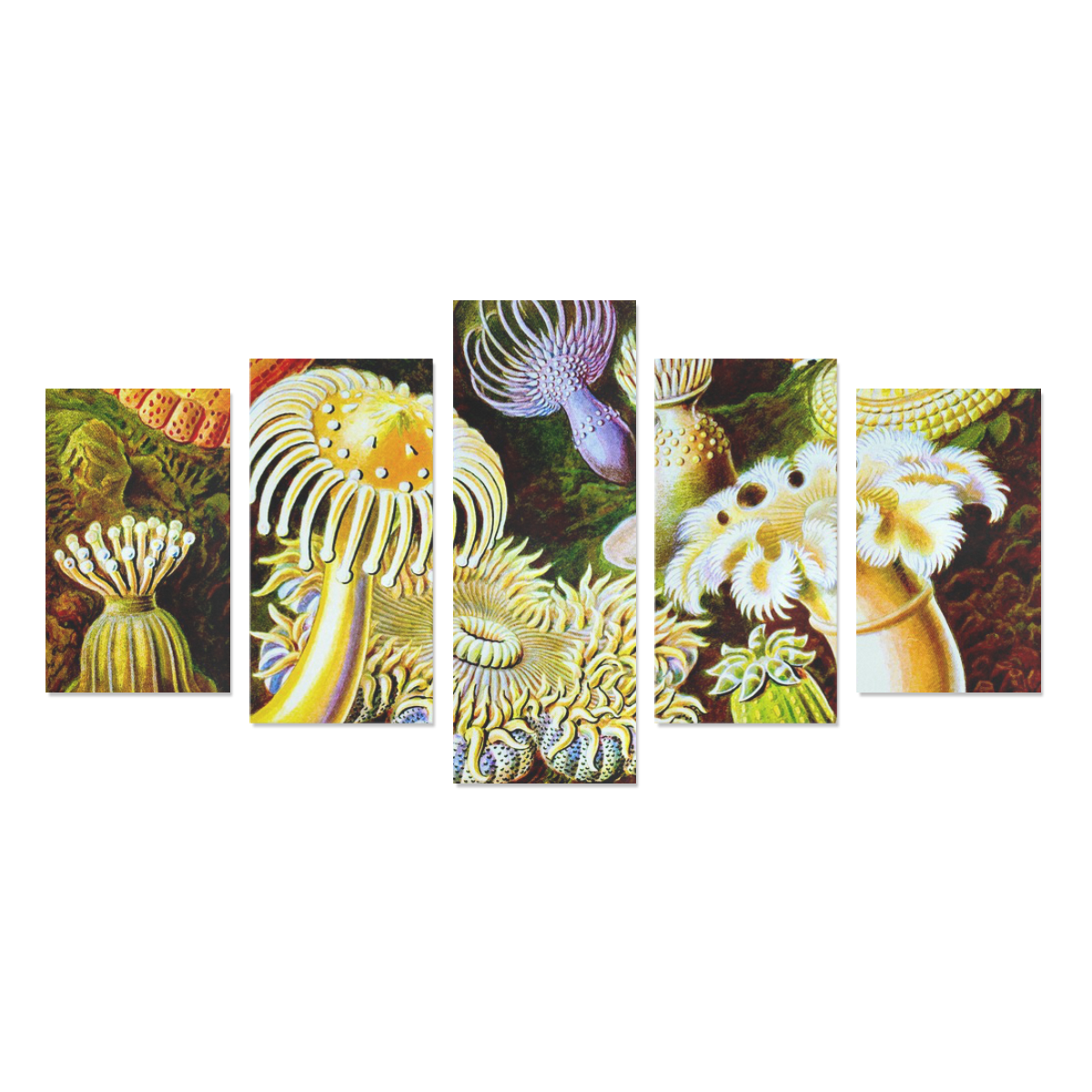 Sea Anemones Ernst Haeckel Sea Animals Canvas Print Sets C (No Frame)