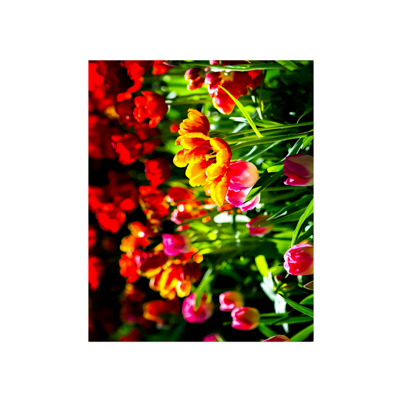 Colorful tulip flowers chic spring floral beauty Poster 20"x16"