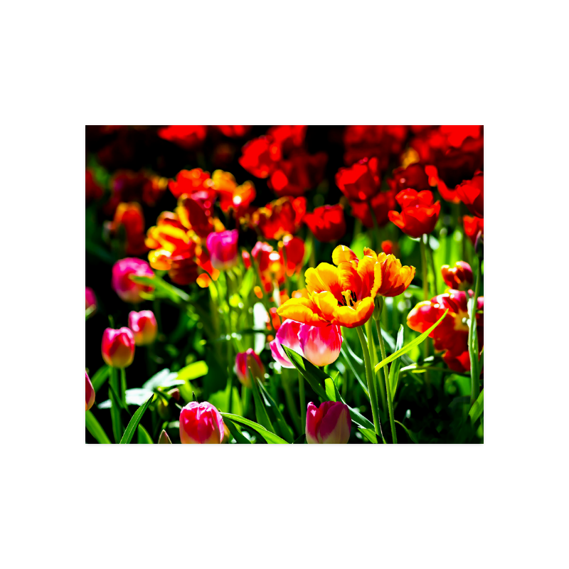 Colorful tulip flowers chic spring floral beauty Poster 20"x16"