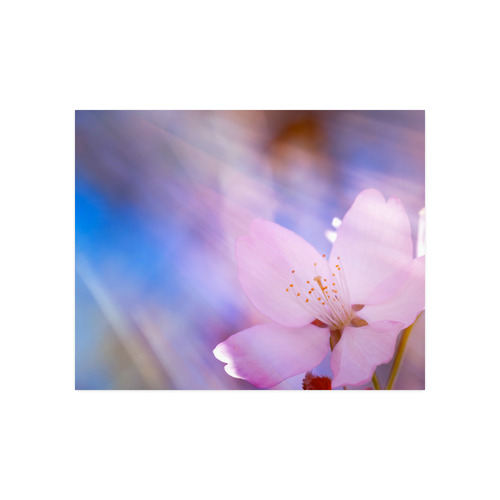 Sakura Cherry Blossom Spring Heaven Light Beauty Poster 20"x16"